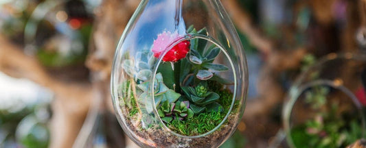 How to Create a Succulent Terrarium