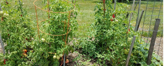 Tomato Cage or Stake: Your Guide to Choosing the Best for Your Garden