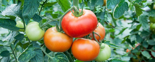 Do Tomato Plants Like Coffee Grounds?