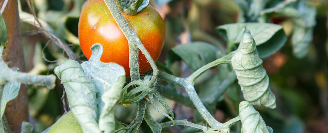 Tomato Plant Leaves Curling? 7 Causes and Ways to Fix It