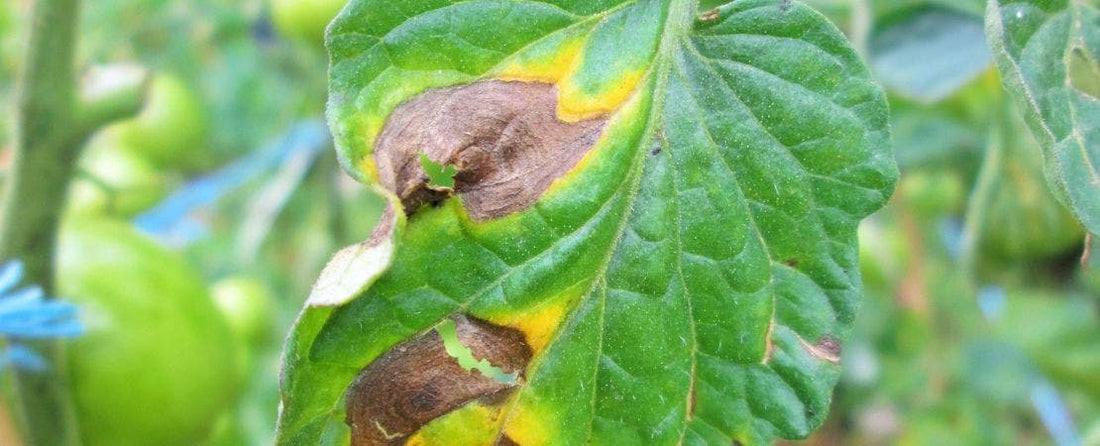 Tomato Disease Abbreviations