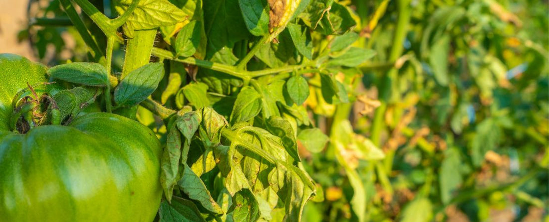 6 Reasons Tomato Plants Get Yellow Leaves