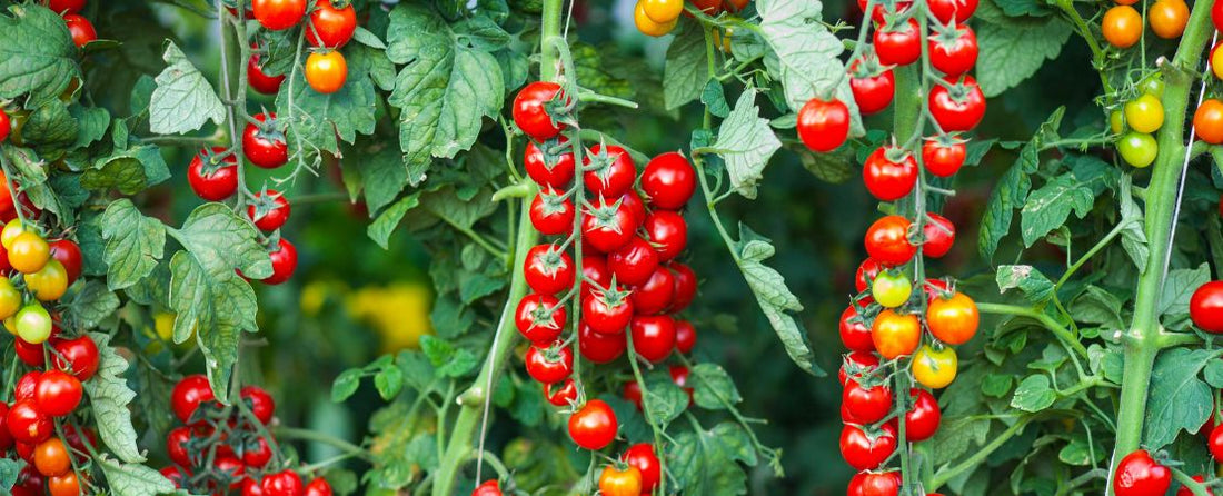 Best Tomato Seeds for Beginners | Easy, Reliable First Tomatoes  Park Seed