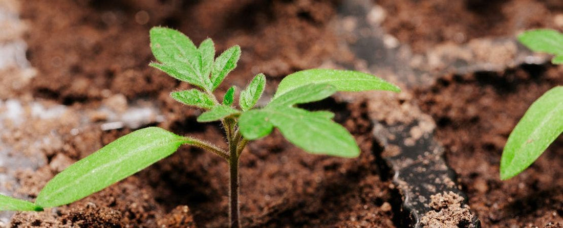 How to Transplant Seedlings