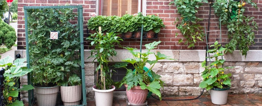 Container Vegetable Gardening 101: Your Ultimate Starting Guide