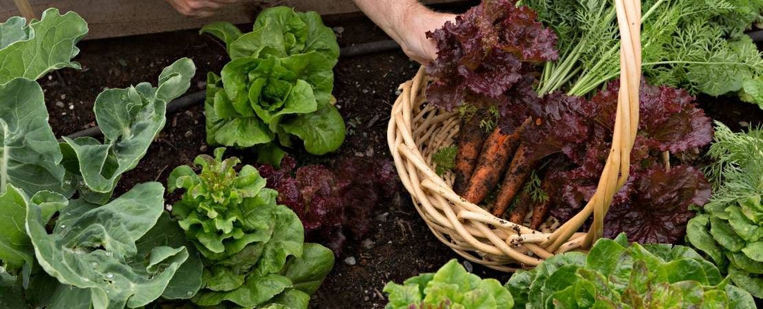 Victory Gardens: A Historical Tradition for Modern Gardeners