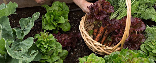 Victory Gardens: A Historical Tradition for Modern Gardeners