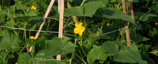Supporting Vining Plants in the Garden