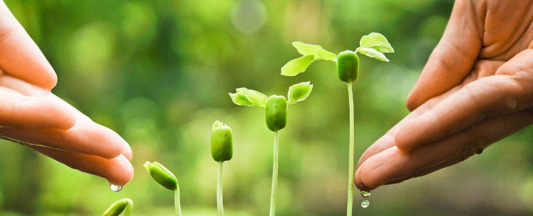 What Fertilizer Does for Your Garden