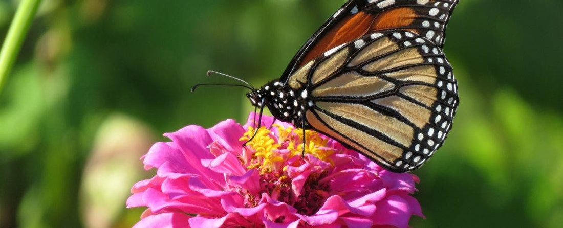 What to Plant with Zinnias