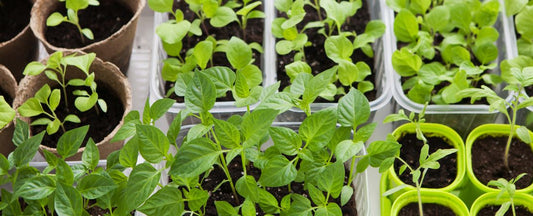 When To Start Seeds Indoors: Perfect Timing Using Your Last Frost Date