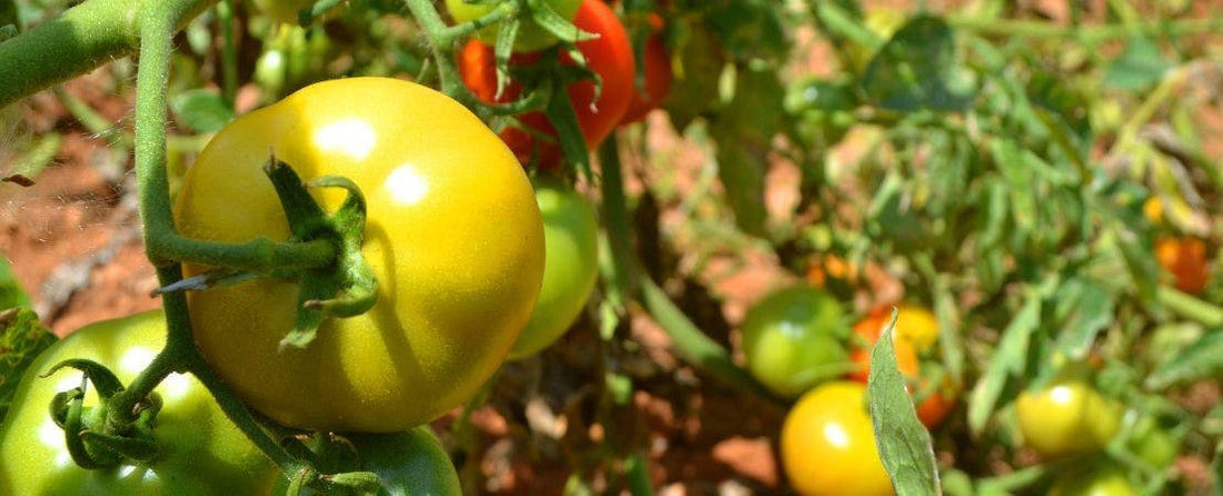11 Worst Companions For Tomatoes (+ The 5 Best)