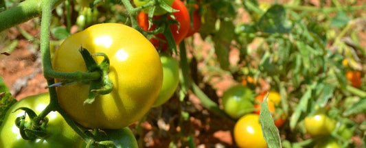 11 Worst Companions For Tomatoes (+ The 5 Best)