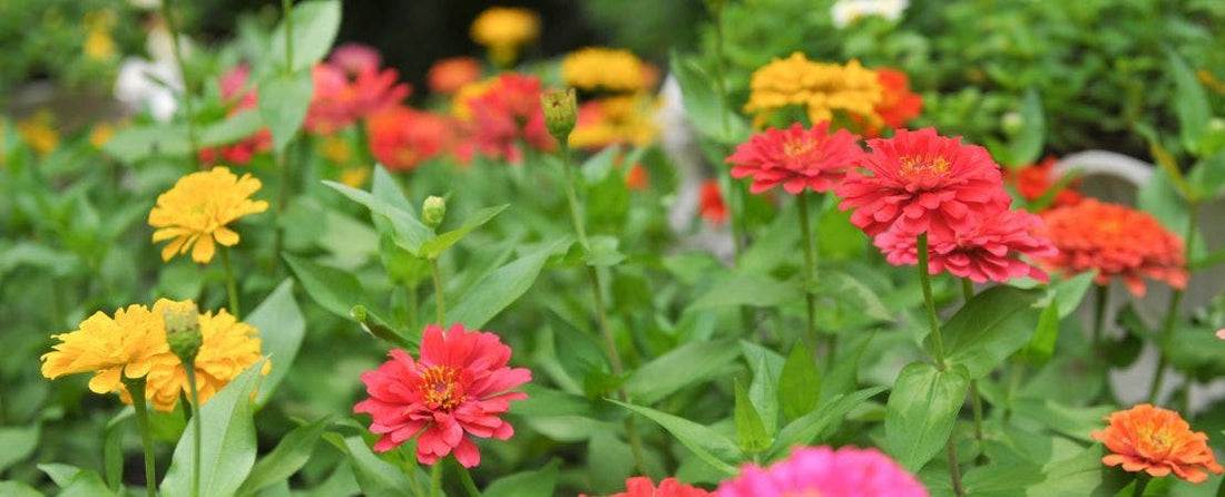 13 Worst Companion Plants for Zinnias (And Why You Should Avoid Them)