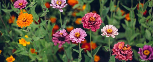 Your Guide for How to Grow Zinnia Flowers from Seeds