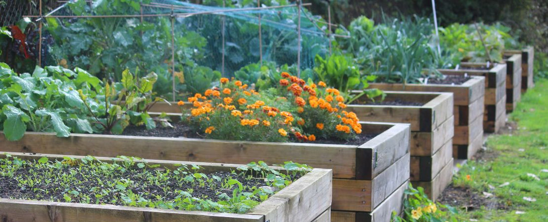 12 Essential Tips for Gardening In Zone 7
