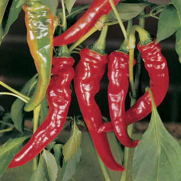 Heirloom Pepper Seeds