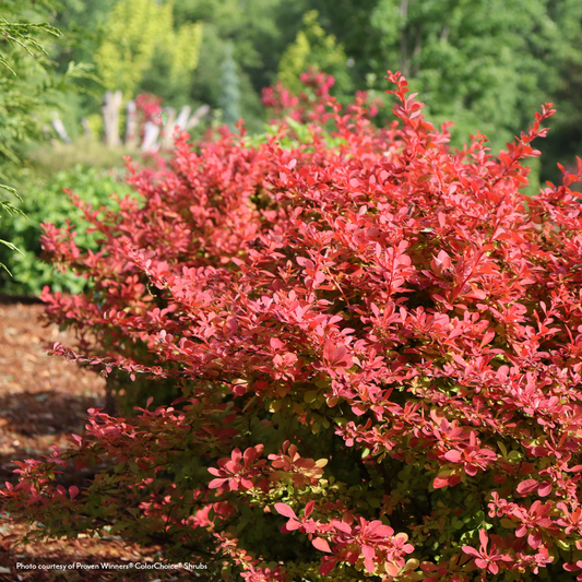 Shrubs Under $25