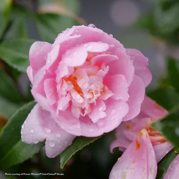 Companion Plants for Roses