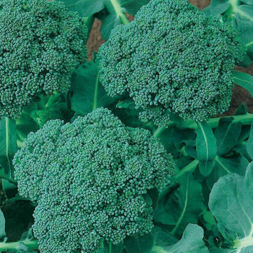 Broccoli Seeds