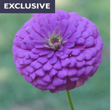 Park Seed Exclusive Flowers