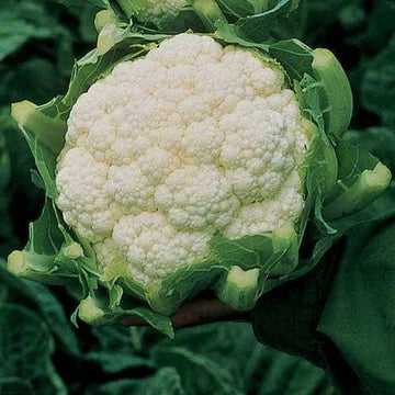 Cauliflower Seeds