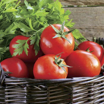 Indeterminate Tomatoes