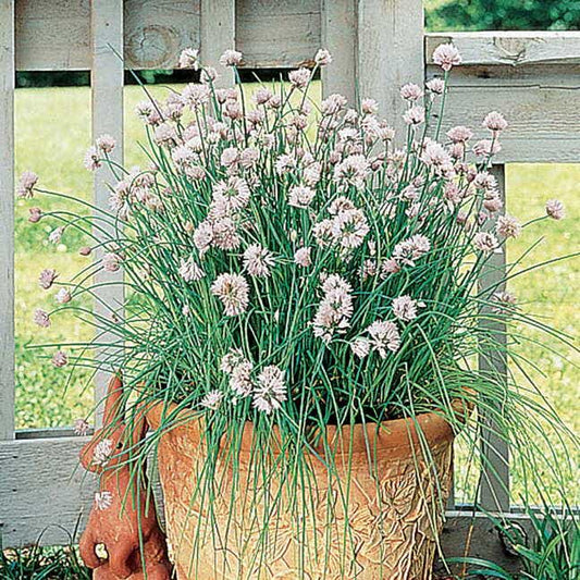 Italian Herbs