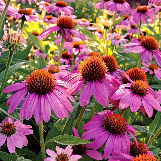 Cool Season Flowers