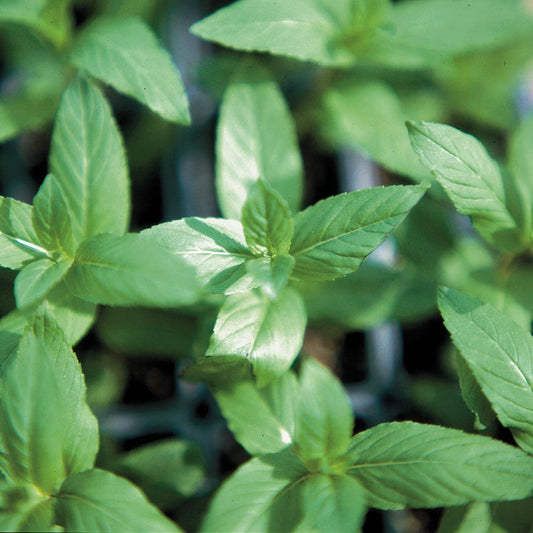 Herbs for Tea