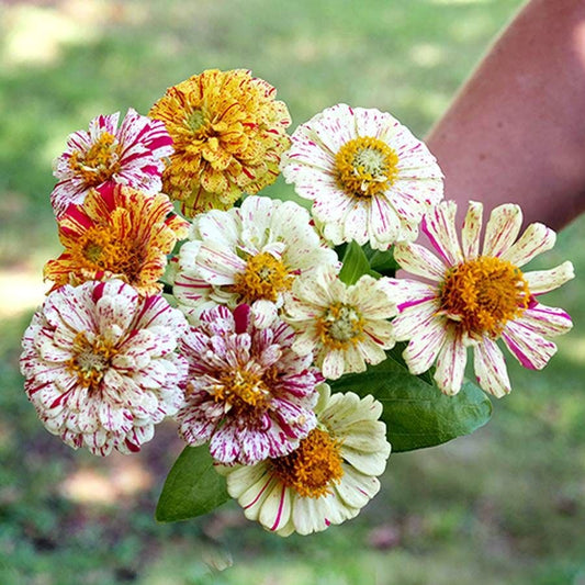 Zinnia Seeds