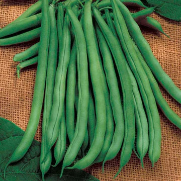 Bush Bean Seeds