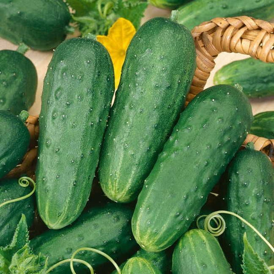 Cucumber Seeds