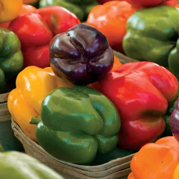Sweet Pepper Seeds