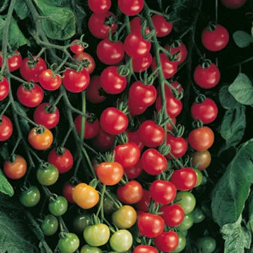 Bulk Seeds