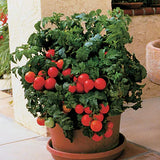 Vegetables for Containers