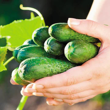 Bulk Vegetable Seeds
