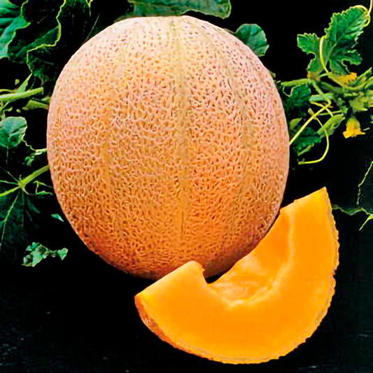 Organic Fruit Seeds