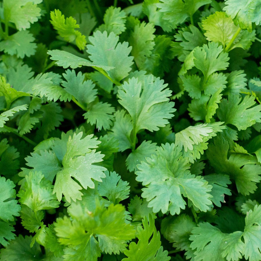 Best Seller Herb Seeds – Park Seed