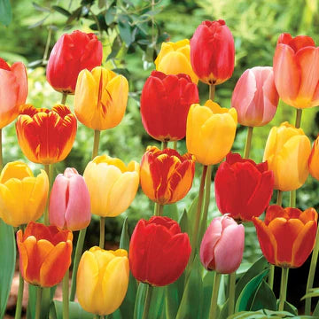 Must-Have Bulbs