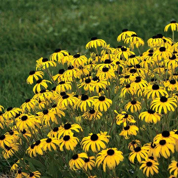 Perennials for Containers