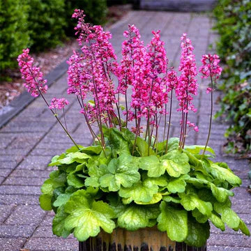 Shade Tolerant Perennials
