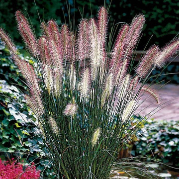 Ornamental Grasses