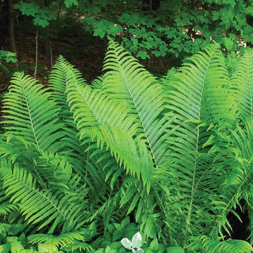 Hardy Fern Plants