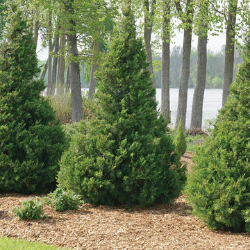Proven Winners® Trees