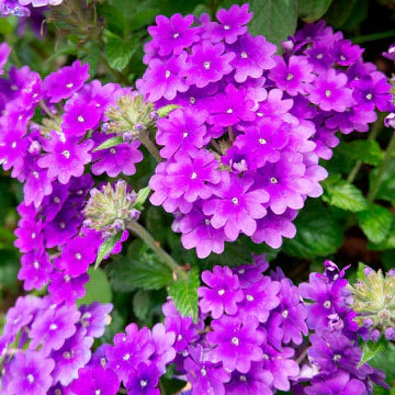 Ground Cover Plants