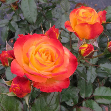 Flowering Shrubs