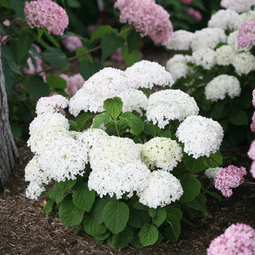 New Shrubs