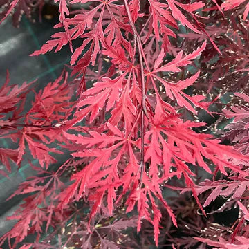 Weeping Trees