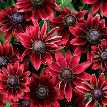 Must-Have Perennials